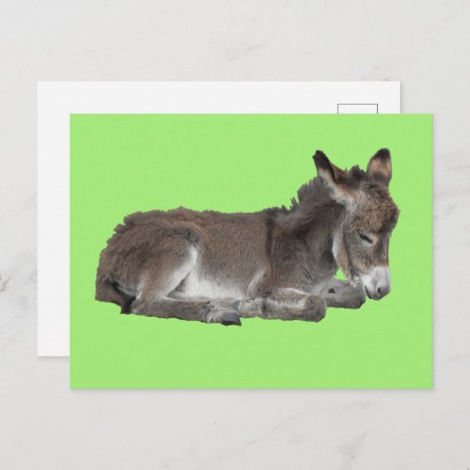 Niedlicher kleiner Schokolade Donkey Foal Dosierun Postkarte (Vorne/Hinten)