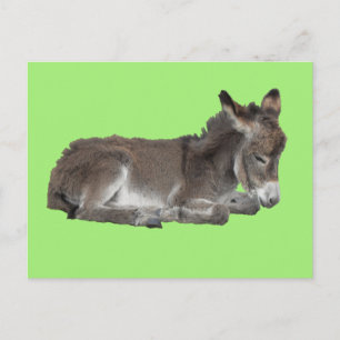 Niedlicher kleiner Schokolade Donkey Foal Dosierun Postkarte