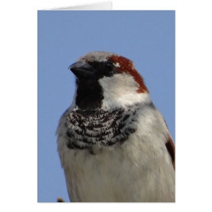 Niedlicher kleiner Vogel