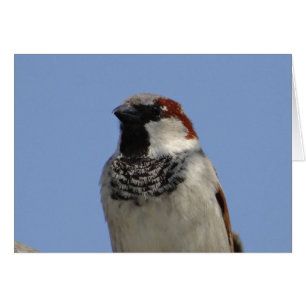 Niedlicher kleiner Vogel