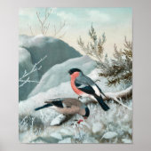 Niedlicher kleiner Vogel, Bullfinch, Art Poster (Vorne)