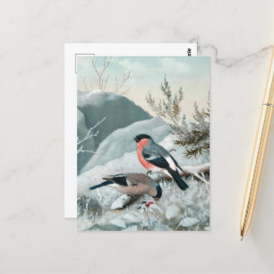Niedlicher kleiner Vogel, Bullfinch, Art Postkarte