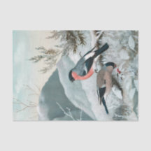 Niedlicher kleiner Vogel, Bullfinch, Art