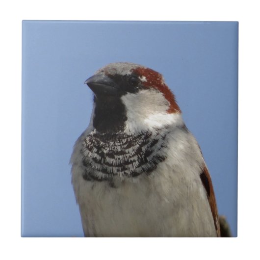 Niedlicher kleiner Vogel Fliese (Vorderseite)