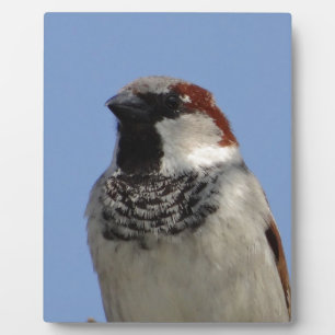 Niedlicher kleiner Vogel Fotoplatte