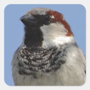 Niedlicher kleiner Vogel Quadratischer Aufkleber