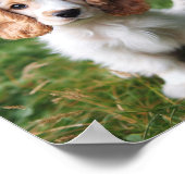 niedlicher Klumber-Spanierwelpe Poster (Ecke)