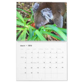 Niedlicher, knuddeliger Koala-Kalender 2026 Kalender (Mär 2026)