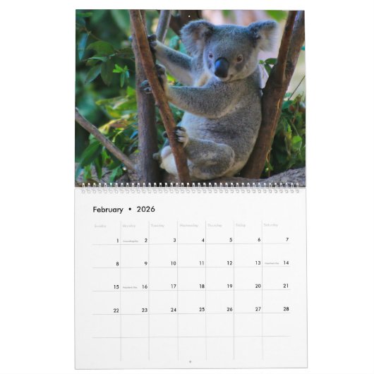 Niedlicher, knuddeliger Koala-Kalender 2026 Kalender (Feb 2026)