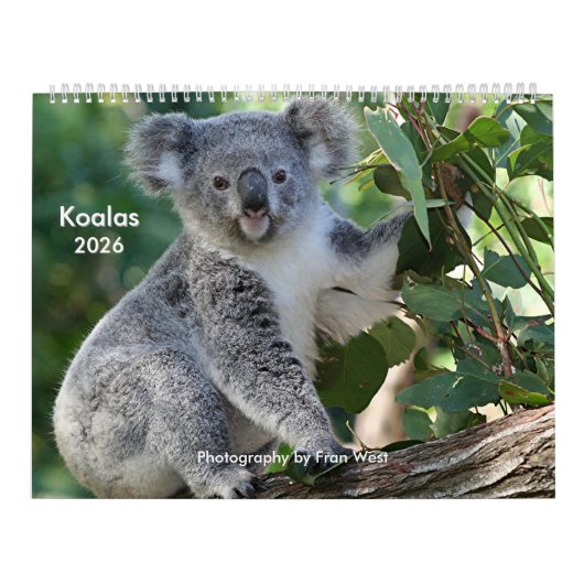 Niedlicher, knuddeliger Koala-Kalender 2026 Kalender (Titelbild)