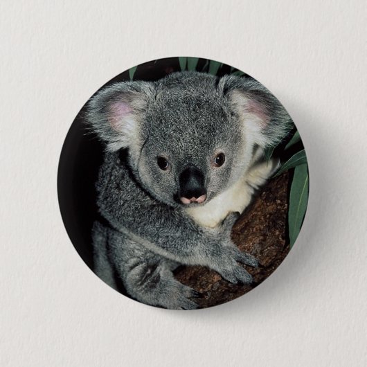 Niedlicher Koala-Bär Button (Vorderseite)