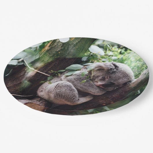 Niedlicher Koala-Bär, der in einem Baum sich Pappteller (Schrägansicht)