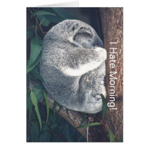 NIEDLICHER KOALA-Bär IN BAUM/"ICH HASSE MORGEN!"