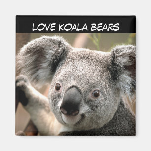 Niedlicher Koala-Bär Magnet