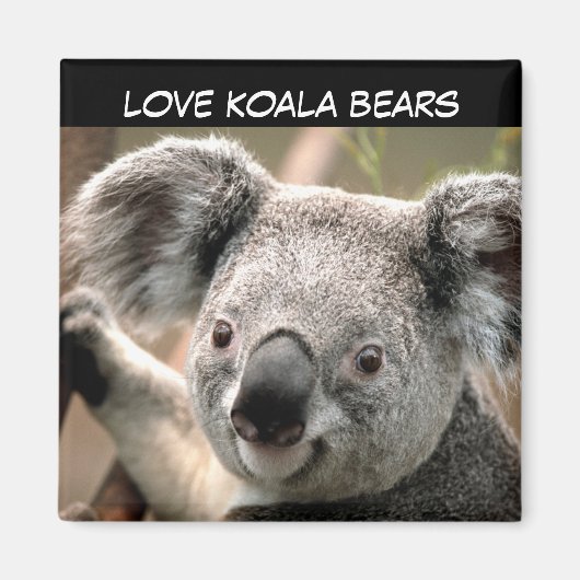 Niedlicher Koala-Bär Magnet (Vorne)