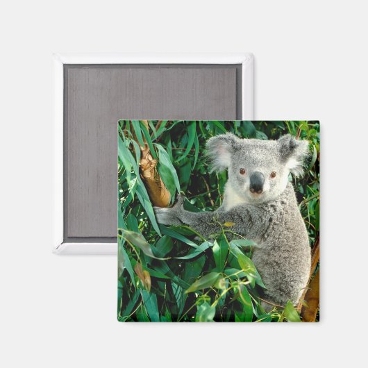 Niedlicher Koala-Bär Magnet (Vorderseite/Rückseite)