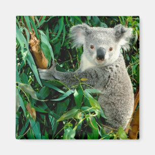 Niedlicher Koala-Bär Magnet