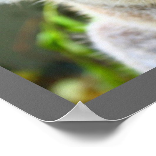 Niedlicher Koala-Bär Poster (Ecke)