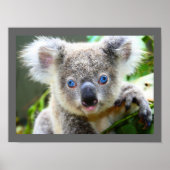 Niedlicher Koala-Bär Poster (Vorne)