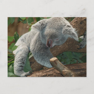 Niedlicher Koala-Bär Postkarte