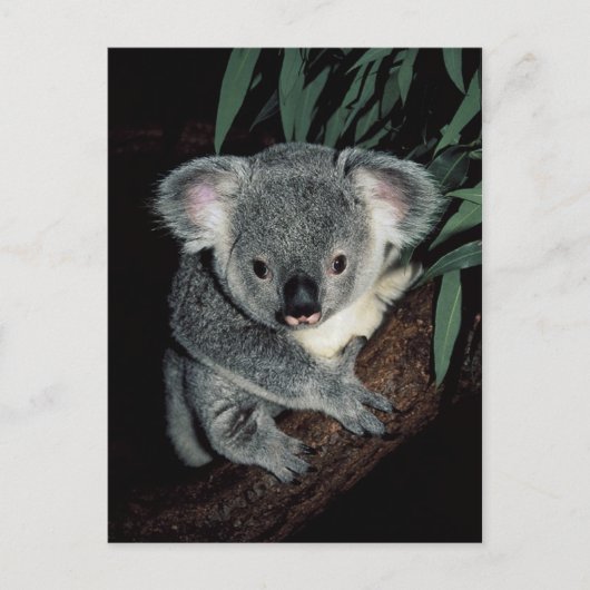 Niedlicher Koala-Bär Postkarte (Vorderseite)