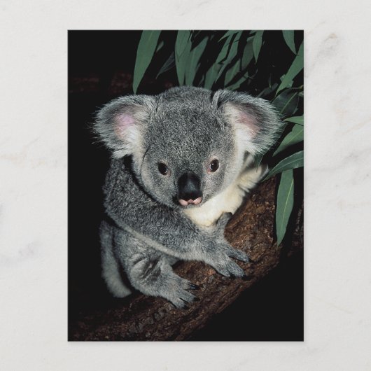 Niedlicher Koala-Bär Postkarte (Vorderseite)