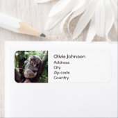 Niedlicher Koala-Bär zum Entspannen in einem Baum (Insitu)