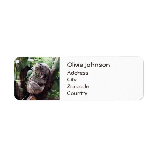 Niedlicher Koala-Bär zum Entspannen in einem Baum (Vorne)