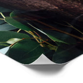 Niedlicher Koala-Bär zum Entspannen in einem Baum Poster (Ecke)