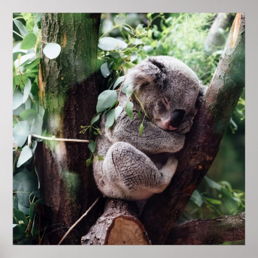 Niedlicher Koala-Bär zum Entspannen in einem Baum Poster (Vorne)
