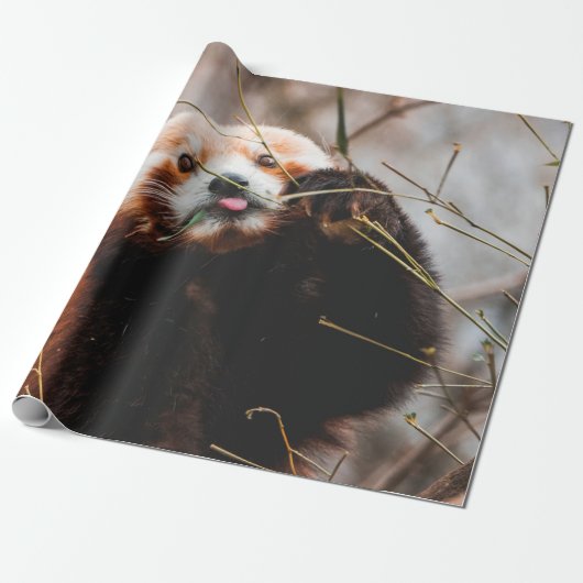 NIEDLICHER KOALA BEAR GESCHENKPAPIER (Ungerollt)