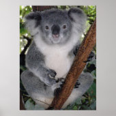 NIEDLICHER KOALA BEAR POSTER (Vorne)