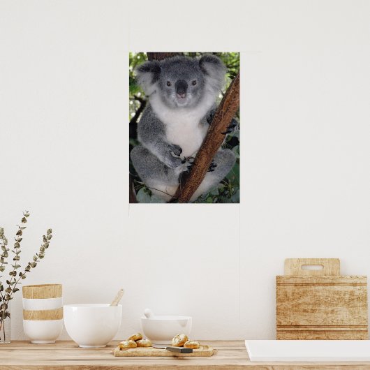 NIEDLICHER KOALA BEAR POSTER (Küche)