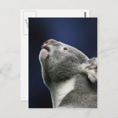 Niedlicher Koala, der oben im Wunder schaut Postkarte (Vorne/Hinten)