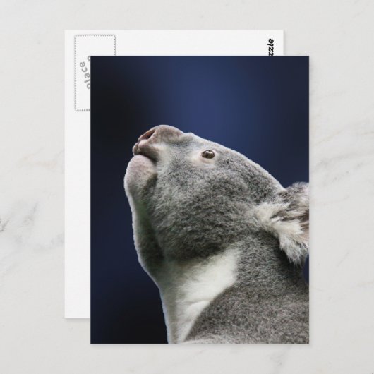 Niedlicher Koala, der oben im Wunder schaut Postkarte (Vorne/Hinten)