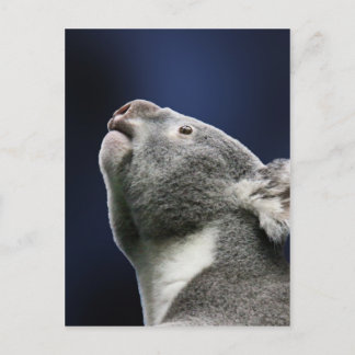 Niedlicher Koala, der oben im Wunder schaut Postkarte