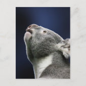 Niedlicher Koala, der oben im Wunder schaut Postkarte (Vorderseite)