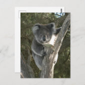 Niedlicher Koala Klettergarten Postkarte (Vorne/Hinten)