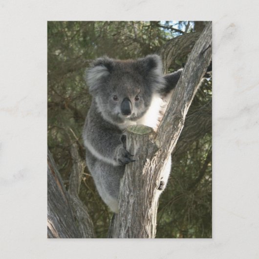 Niedlicher Koala Klettergarten Postkarte (Vorderseite)
