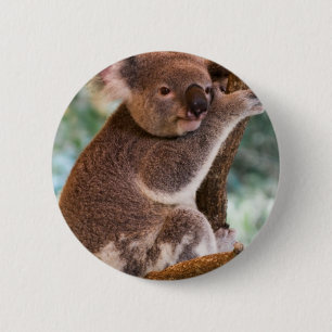 Niedlicher Koala-Knopf Button