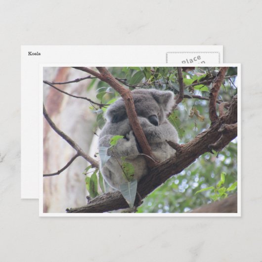 niedlicher Koala Postkarte (Vorne/Hinten)