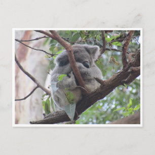 niedlicher Koala Postkarte