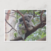 niedlicher Koala Postkarte (Vorderseite)