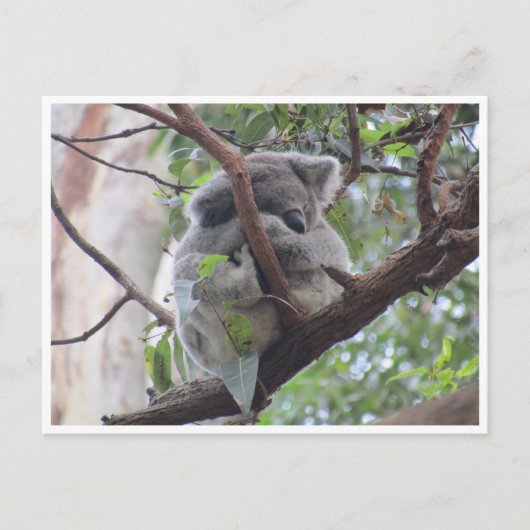 niedlicher Koala Postkarte (Vorderseite)