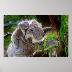 Niedlicher Koalabär mit Mama in einem Baum Poster