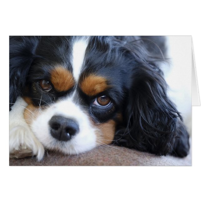 Niedlicher Königcharles Spaniel-Hund (Vorderseite (Horizontal))