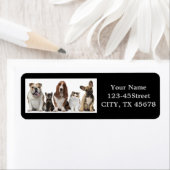 niedlicher kurzer Haarkatzenfreund Basset-Hundshun (Insitu)