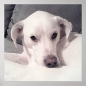 Niedlicher Labrador Mix auf Couch Grau sitzend Poster (Vorne)