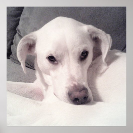 Niedlicher Labrador Mix auf Couch Grau sitzend Poster (Vorne)