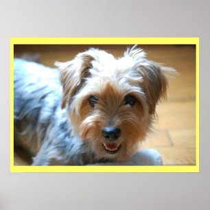 Niedlicher lachender yorkie poster